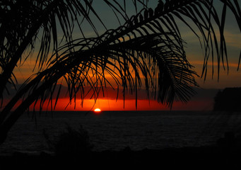 室内养殖幸福树大量落叶怎么办