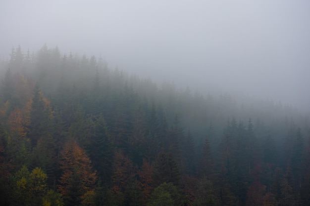 小学田径运动会手抄报